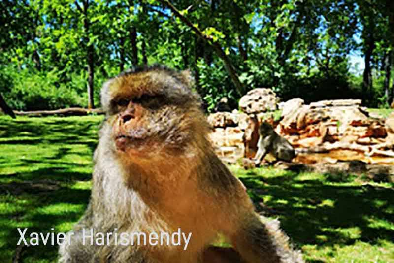 La forêt des singes